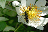 Leptura quadrifasciata